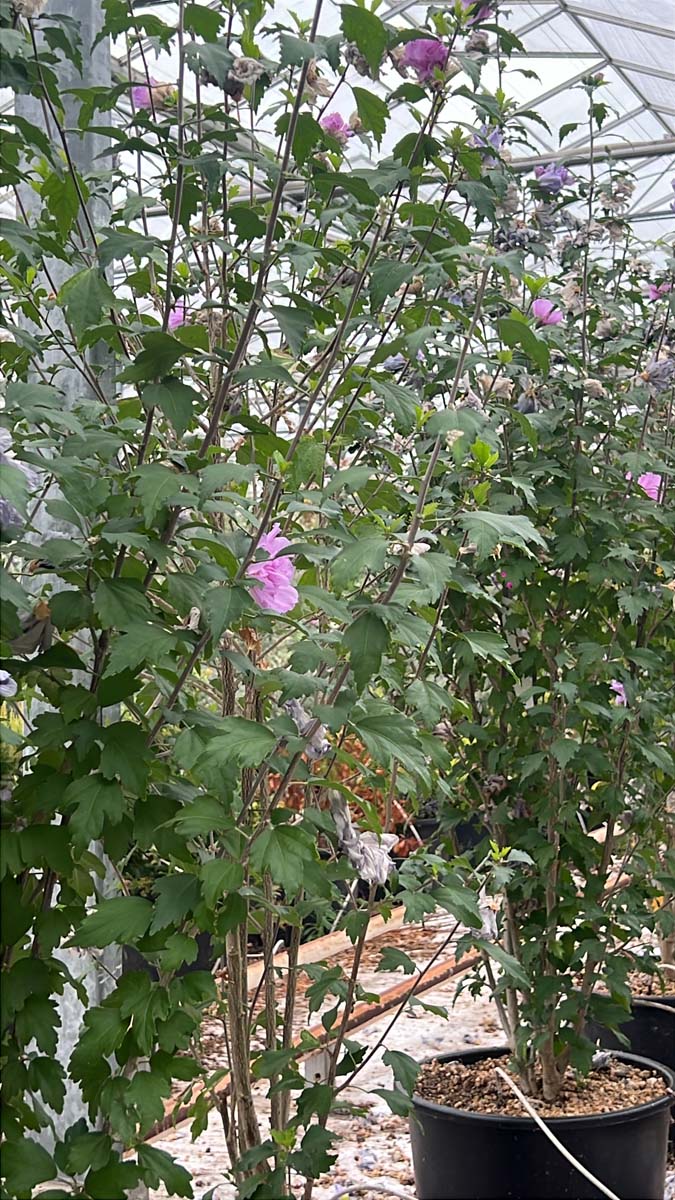 Hibiscus syriacus 'Double Purple' meerstammig / struik