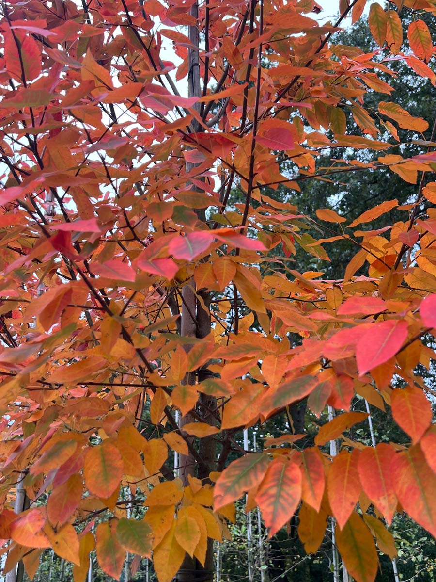 Amelanchier arborea 'Robin Hill' Tuinplanten herstkleur