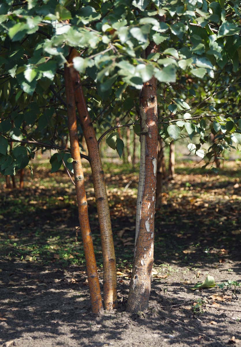 Betula pubescens meerstammig / struik stam