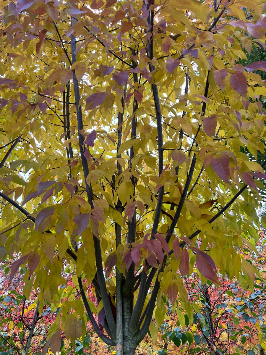 Fraxinus americana microcarpa op stam herfstkleur