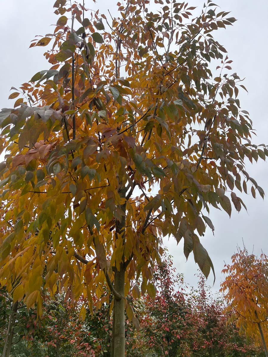 Fraxinus americana 'Skyline' Tuinplanten herfstkleur