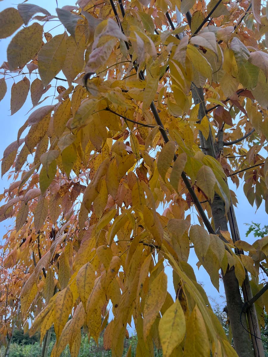 Fraxinus americana 'Skyline' op stam herfstkleur