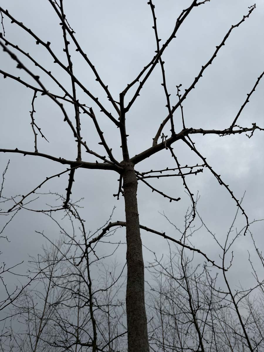 Ginkgo biloba 'Horizontalis' op stam stam