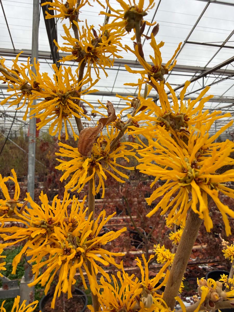 Hamamelis intermedia 'Evi' op stam bloem