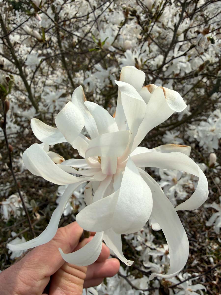 Magnolia stellata meerstammig / struik bloem