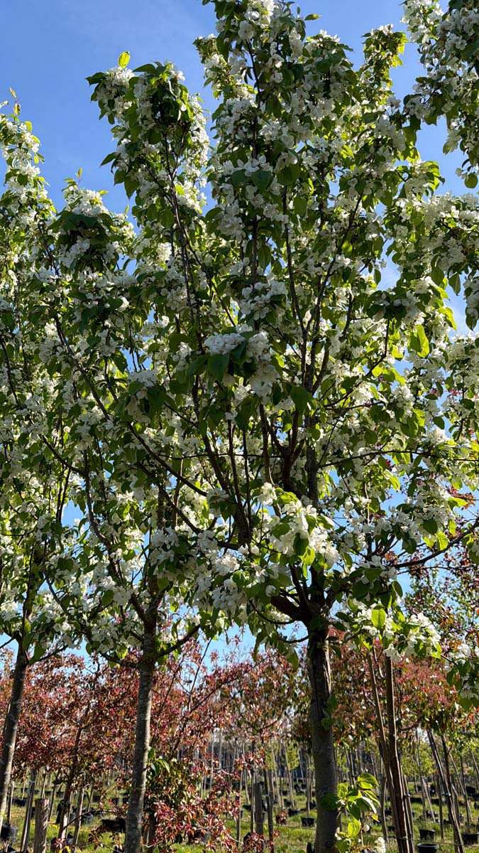 Malus baccata 'Columnaris' op stam kroon