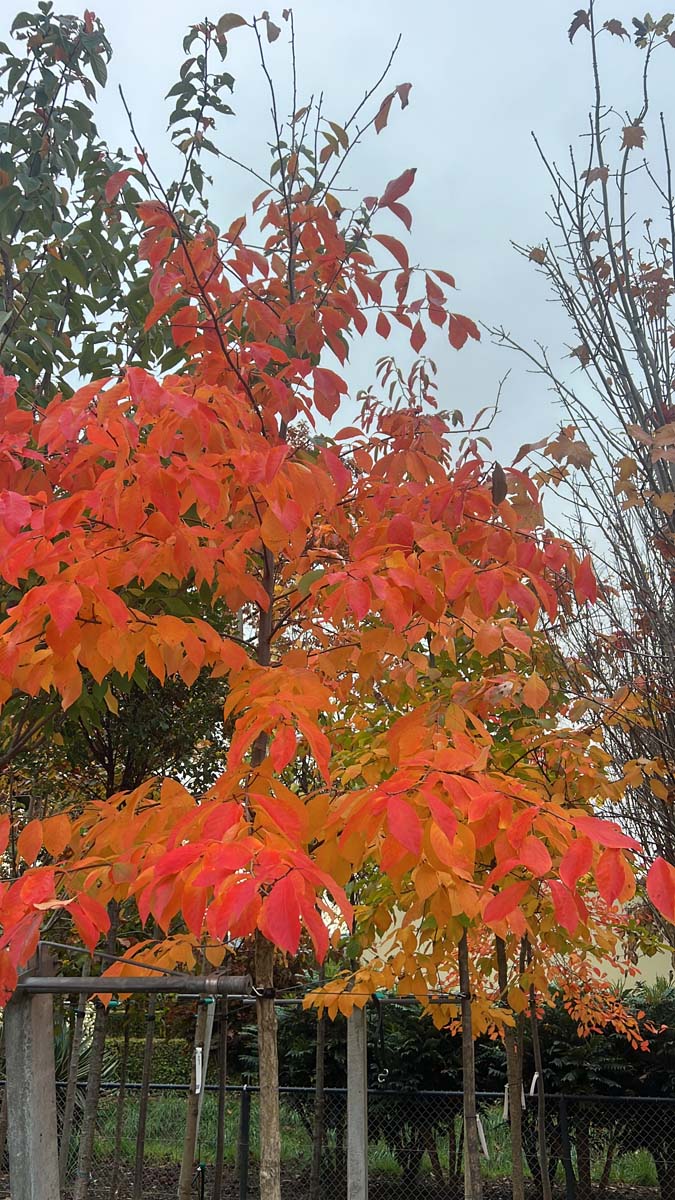 Nyssa sylvatica solitair herfstkleur