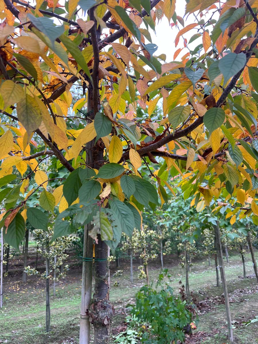 Prunus 'Kursar' op stam herfstkleur