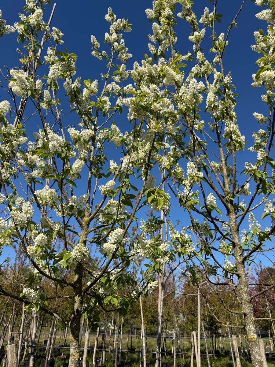 Prunus padus 'Albertii' op stam bloesem