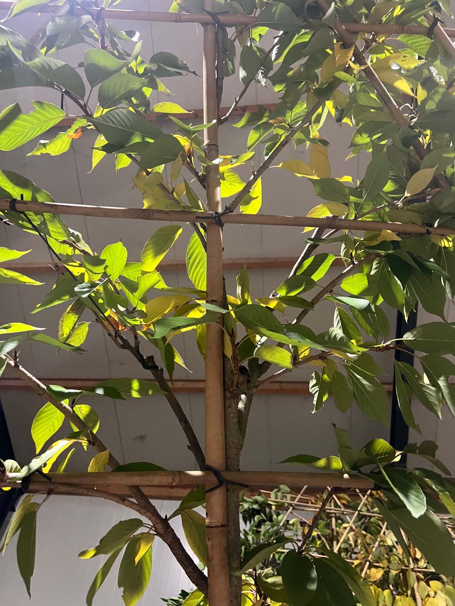 Prunus serrulata 'Kanzan' leiboom leiboom