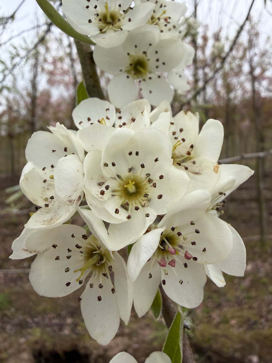 Pyrus communis 'Jut' op stam bloem