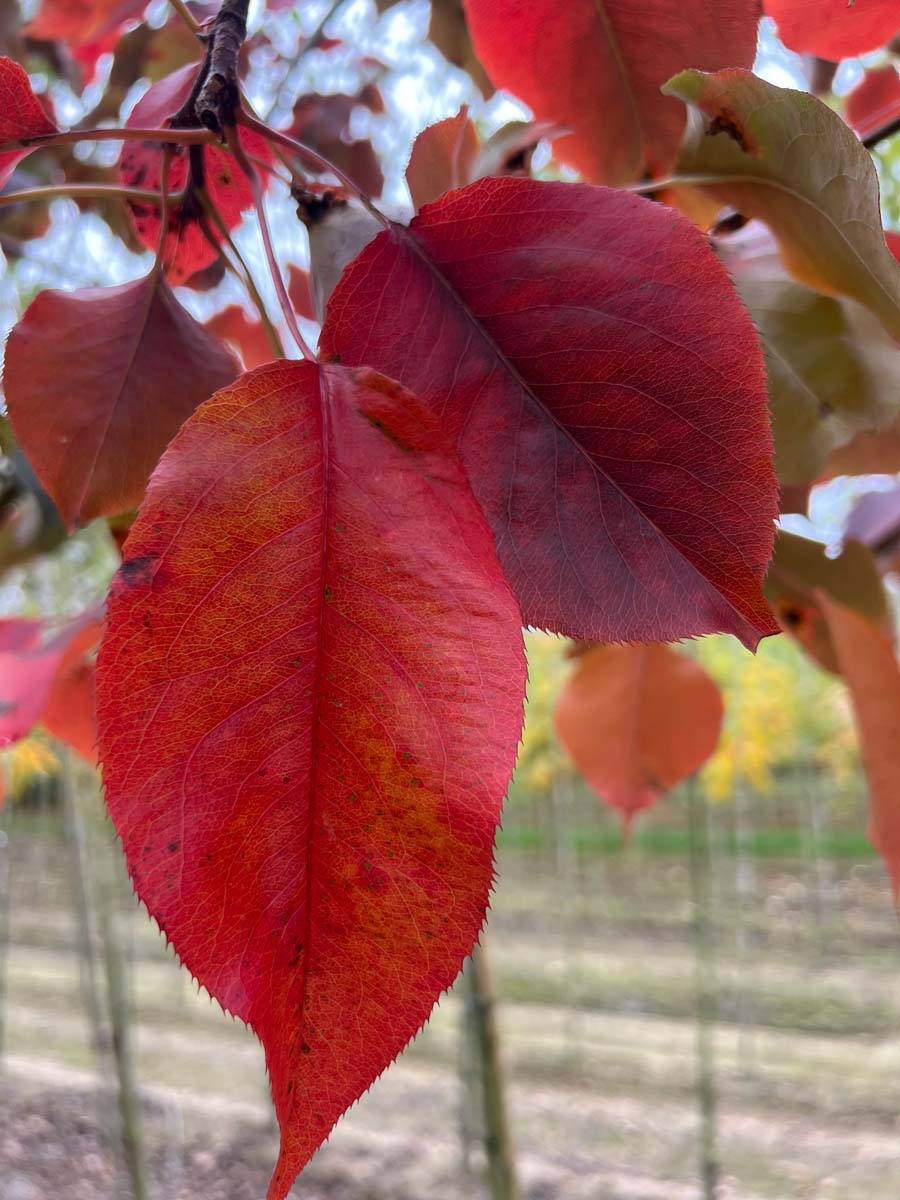 Pyrus sinkiangensis Tuinplanten herfstkleur