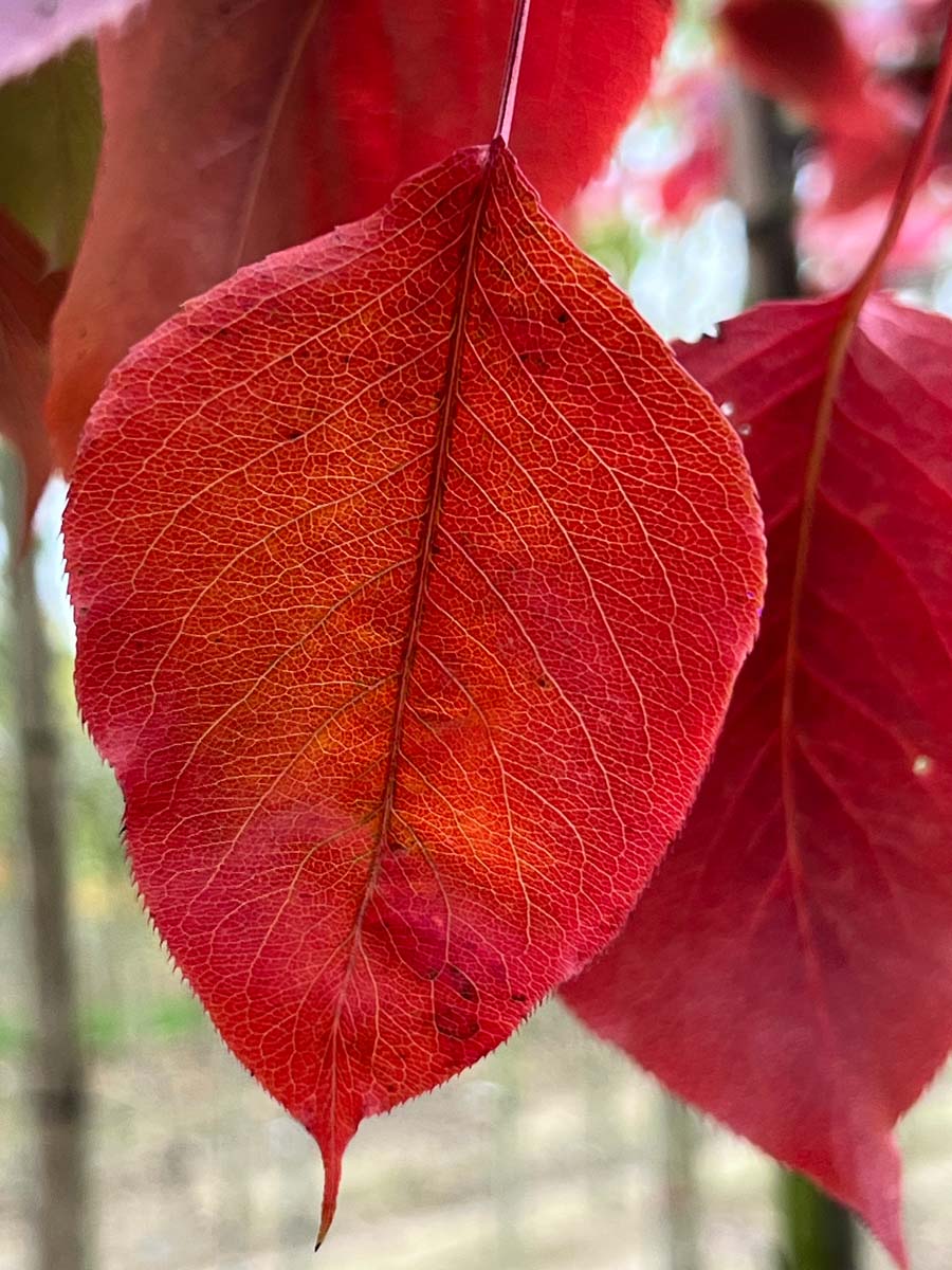 Pyrus sinkiangensis Tuinplanten herfstkleur