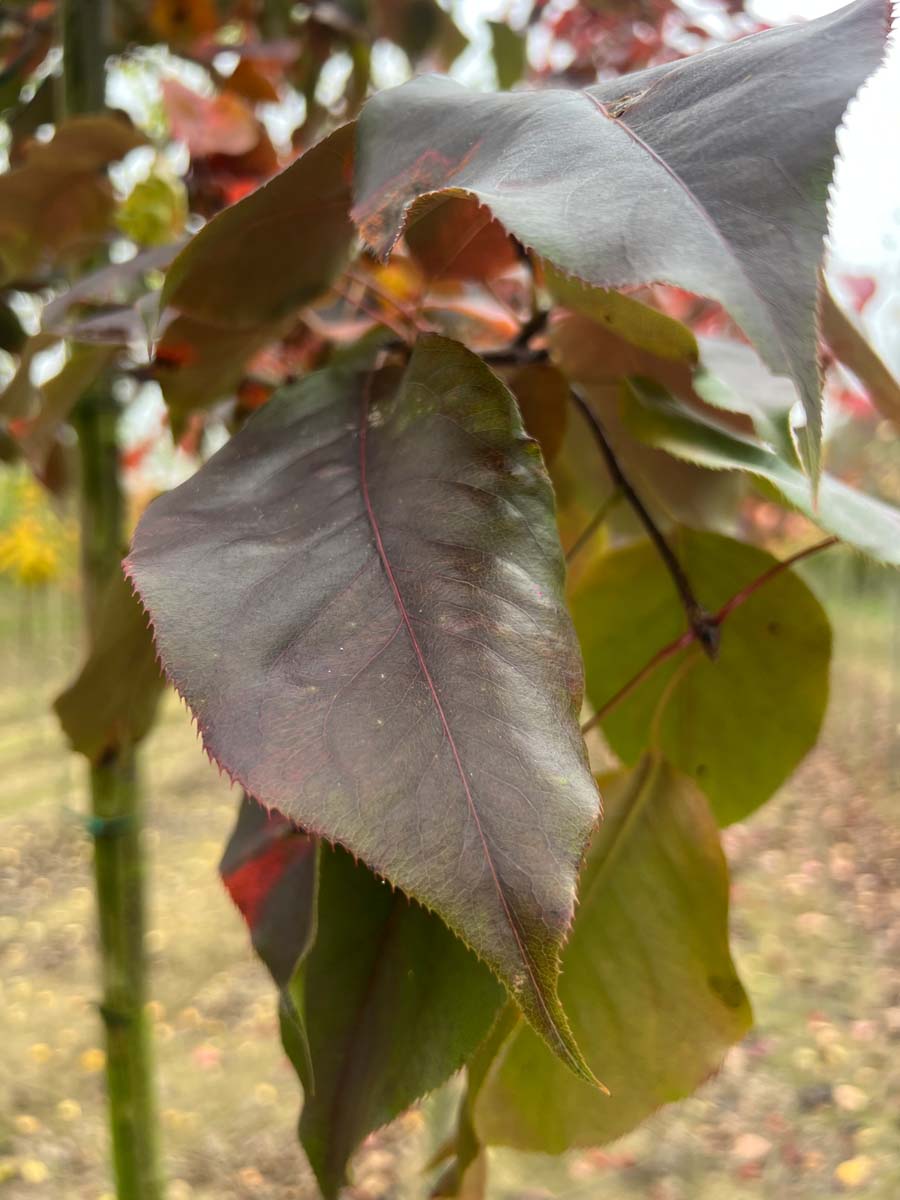 Pyrus sinkiangensis Tuinplanten blad