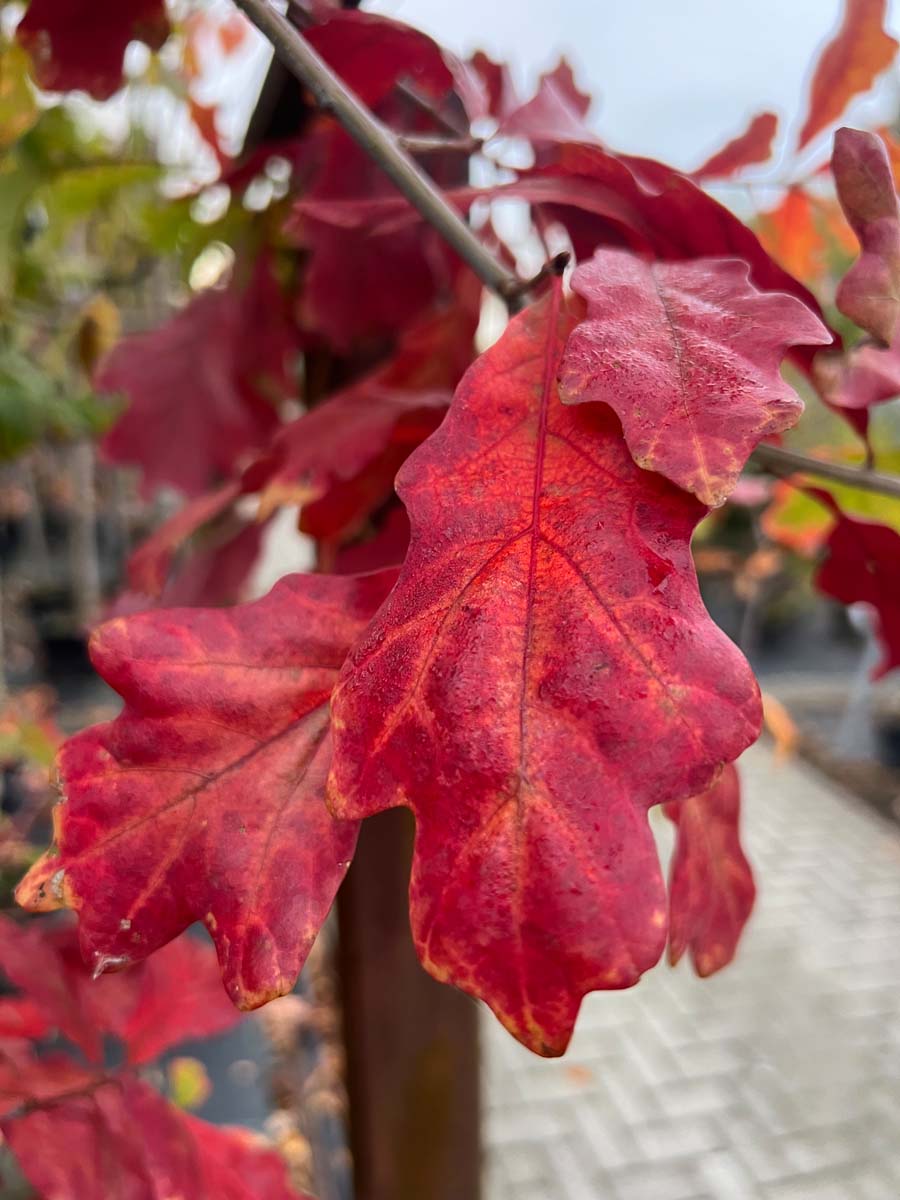 Quercus alba Tuinplanten herfstkleur