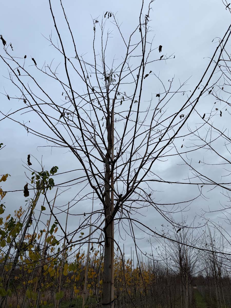 Robinia pseudoacacia 'Sandraudiga' op stam stam