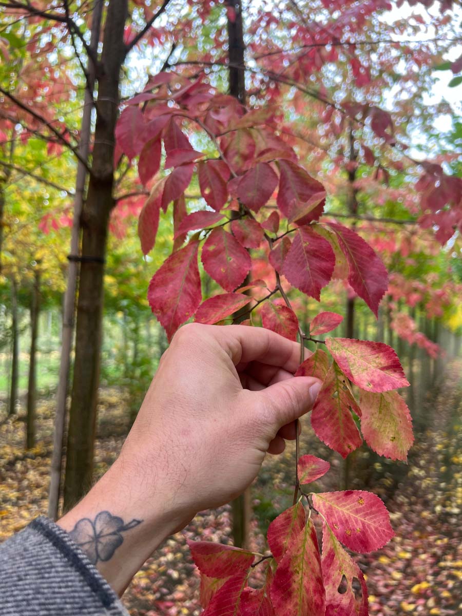 Ulmus 'Frontier' meerstammig / struik blad
