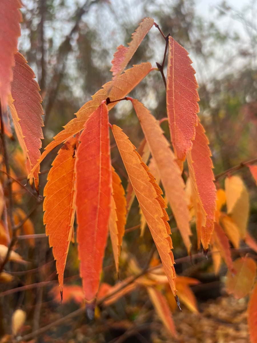 Zelkova serrata meerstammig / struik herfstkleur