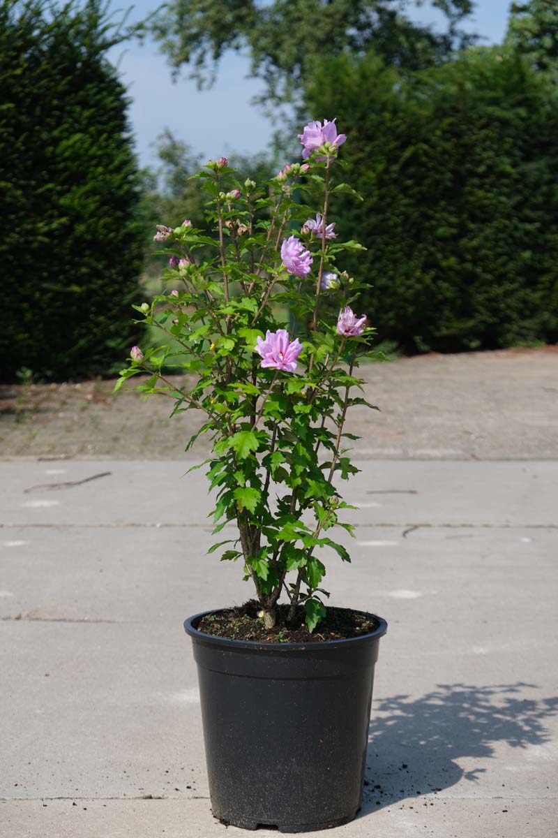 Hibiscus syriacus 'Double Purple' Tuinplanten tuinplanten