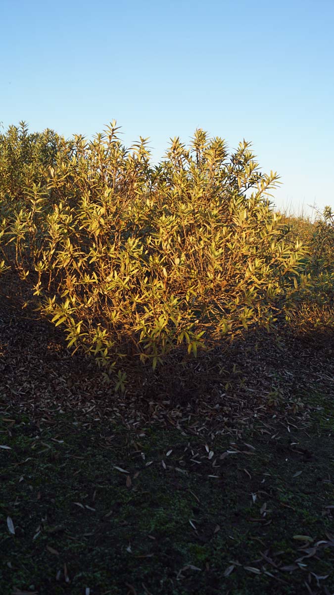 Hippophae rhamnoides 'Darspel' meerstammig / struik struik