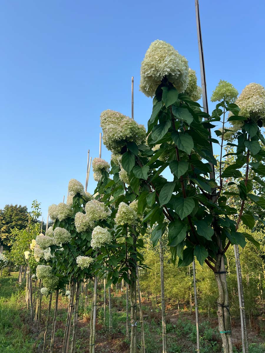 Hydrangea paniculata op stam op stam