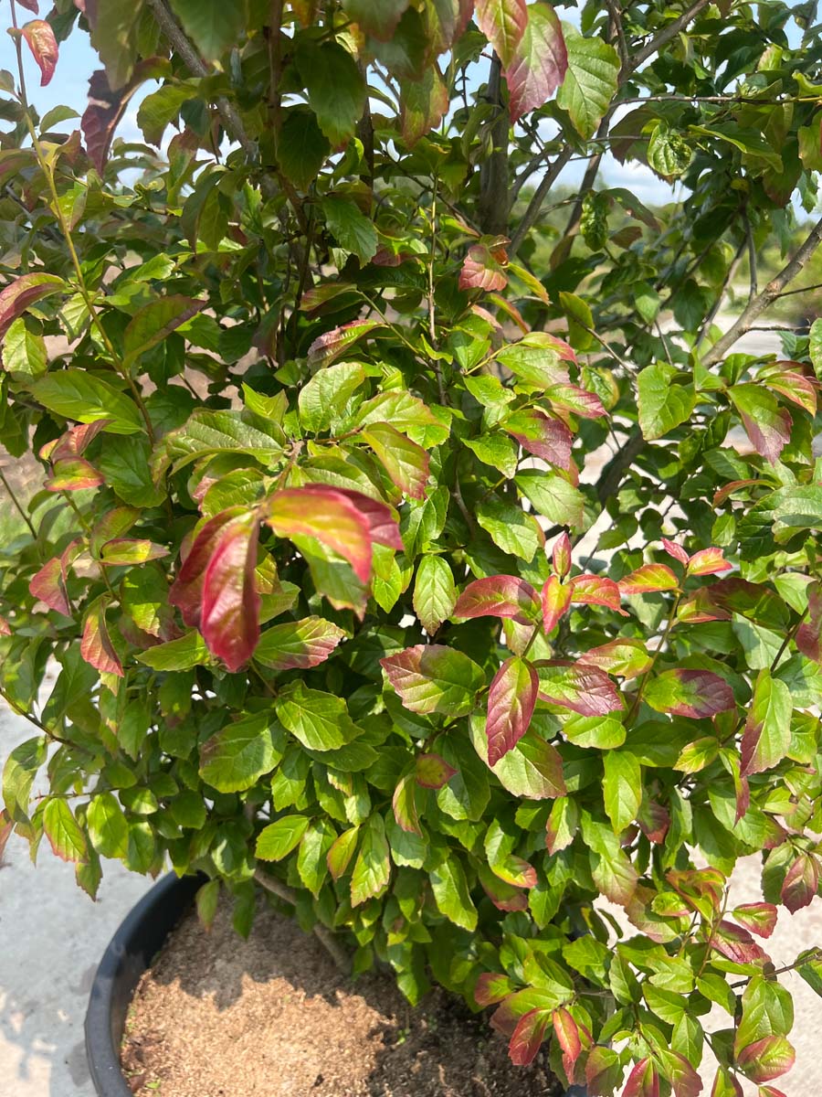 Parrotia persica 'JLPN01' Tuinplanten tuinplanten