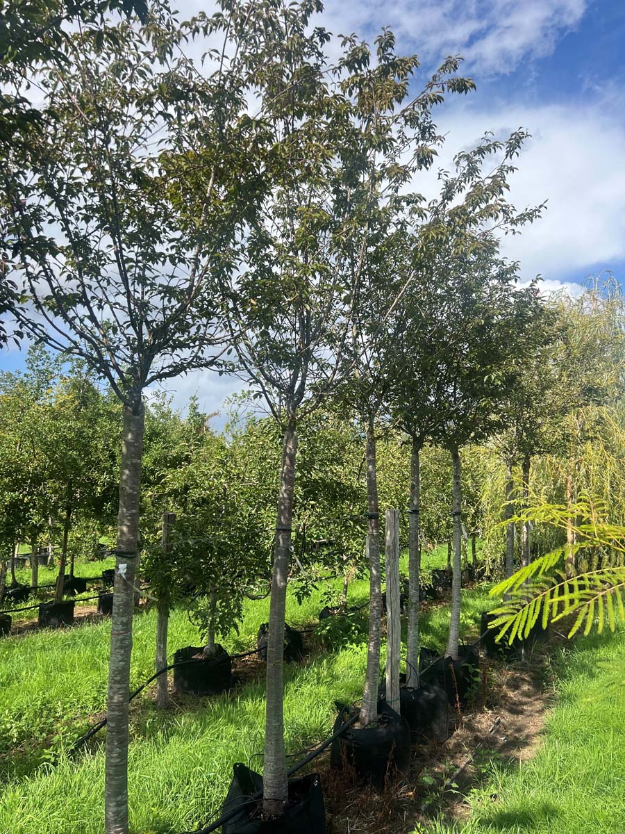 Prunus incisa 'Paean' op stam op stam
