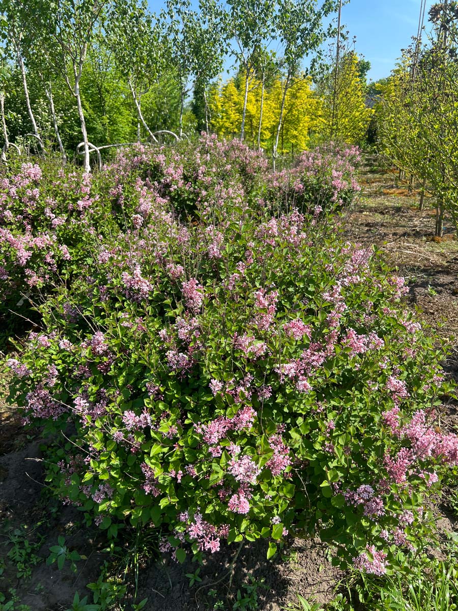 Syringa 'Pink Perfume' meerstammig / struik struik