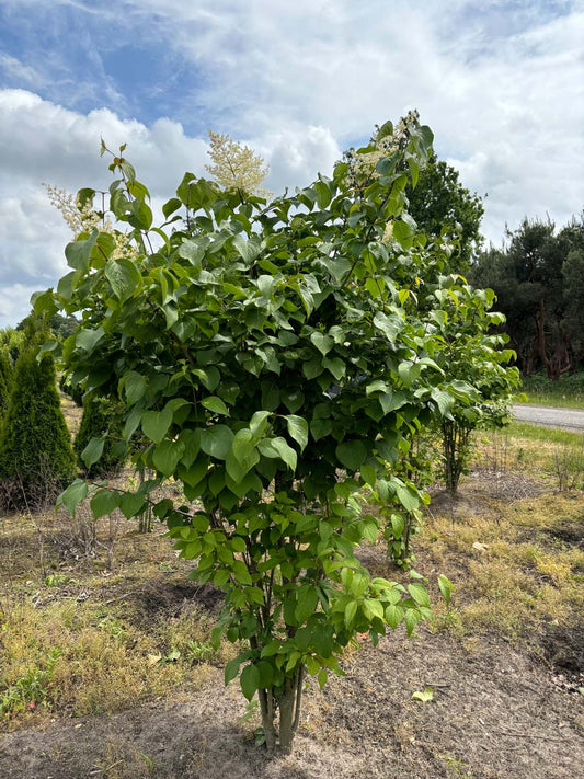 Syringa reticulata mandshurica meerstammig / struik struik