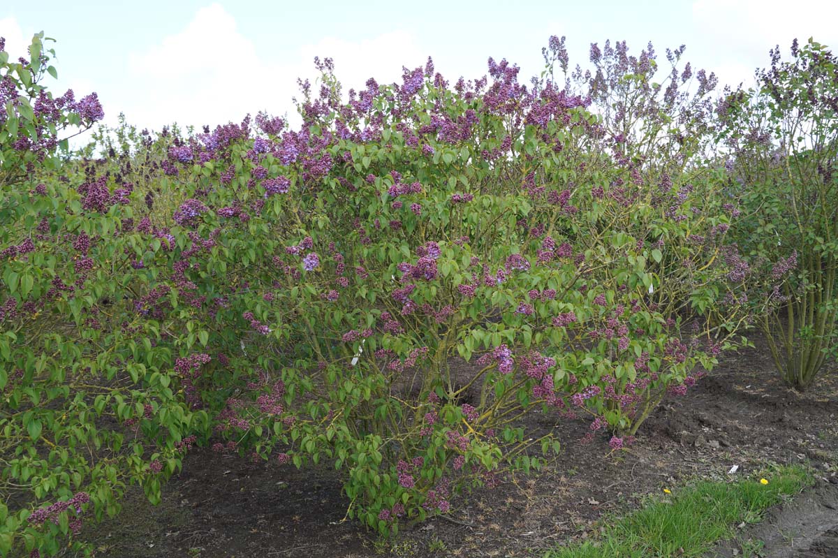 Syringa vulgaris 'Sarah Sands' struik
