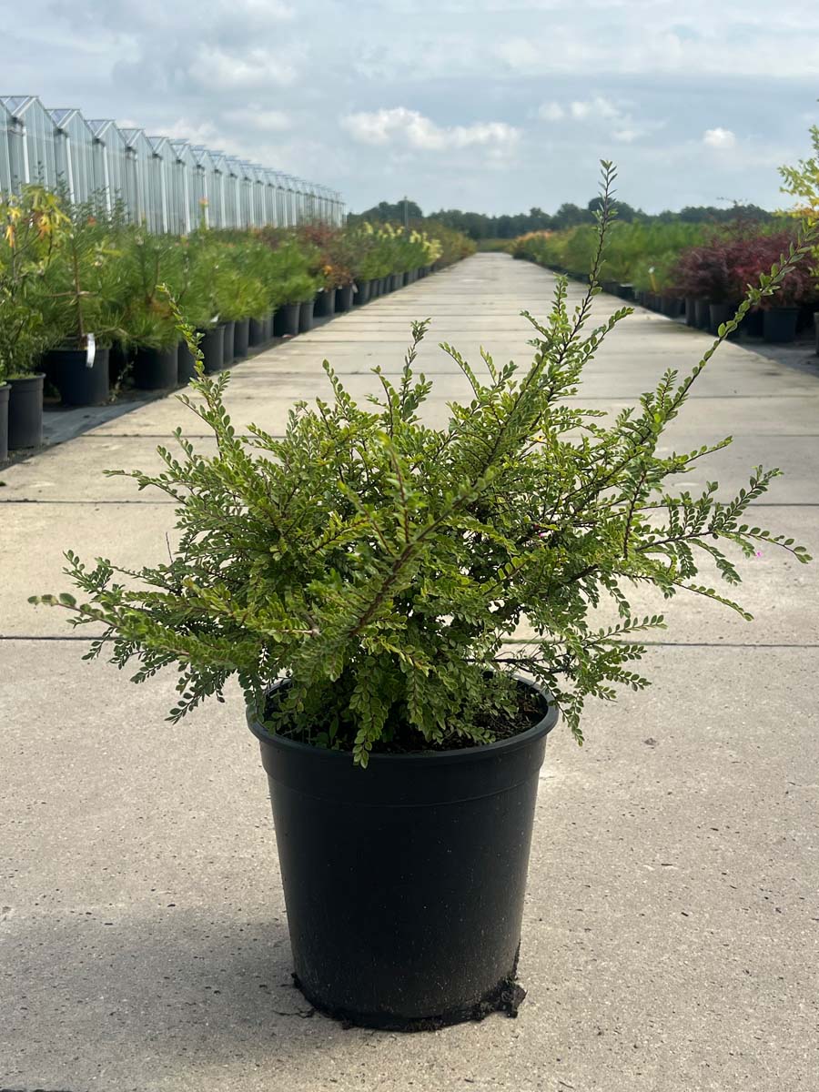 Ulmus parvifolia 'Sagei' Tuinplanten tuinplanten