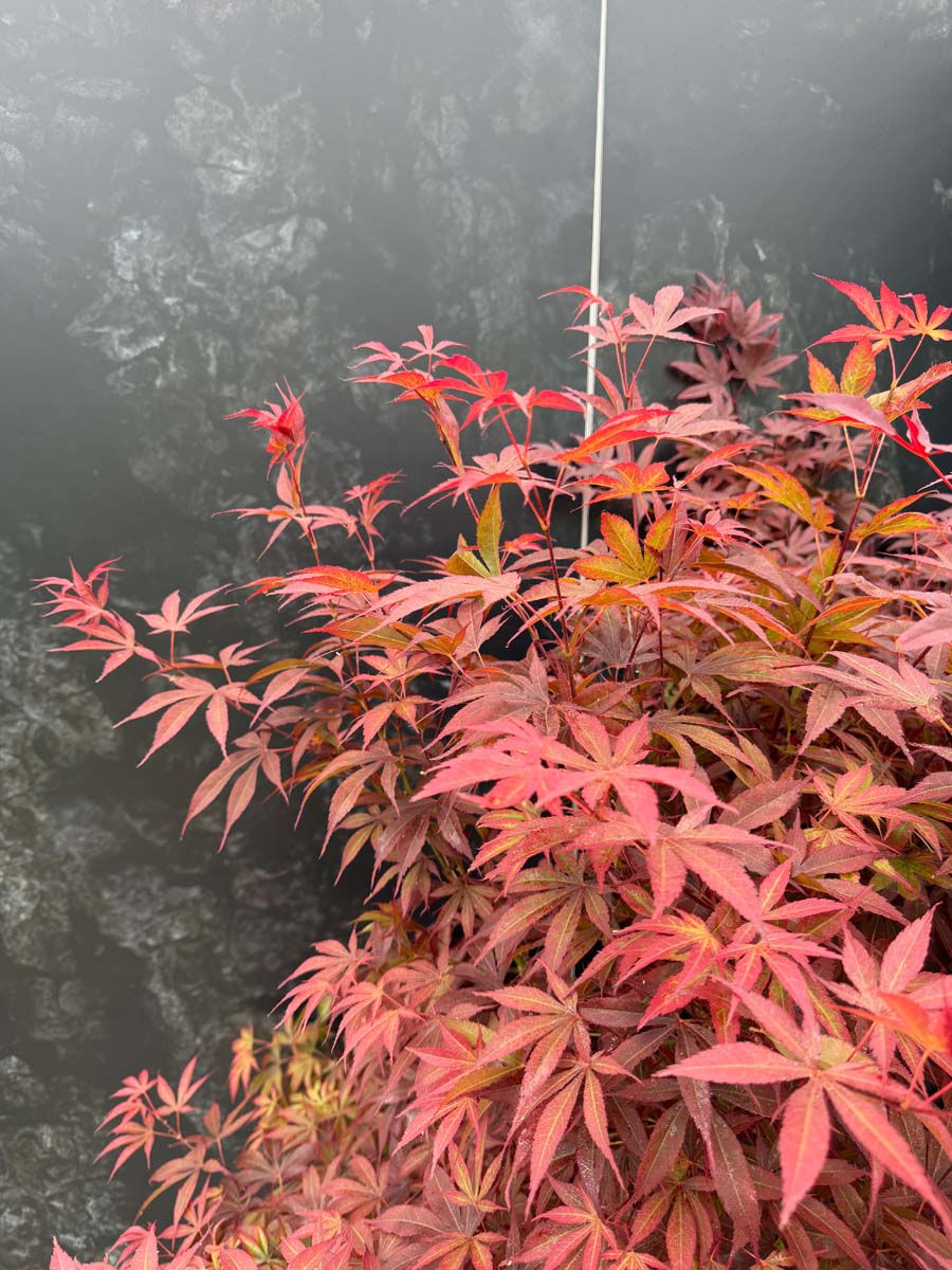 Acer palmatum 'Atropurpureum' meerstammig / struik bladeren