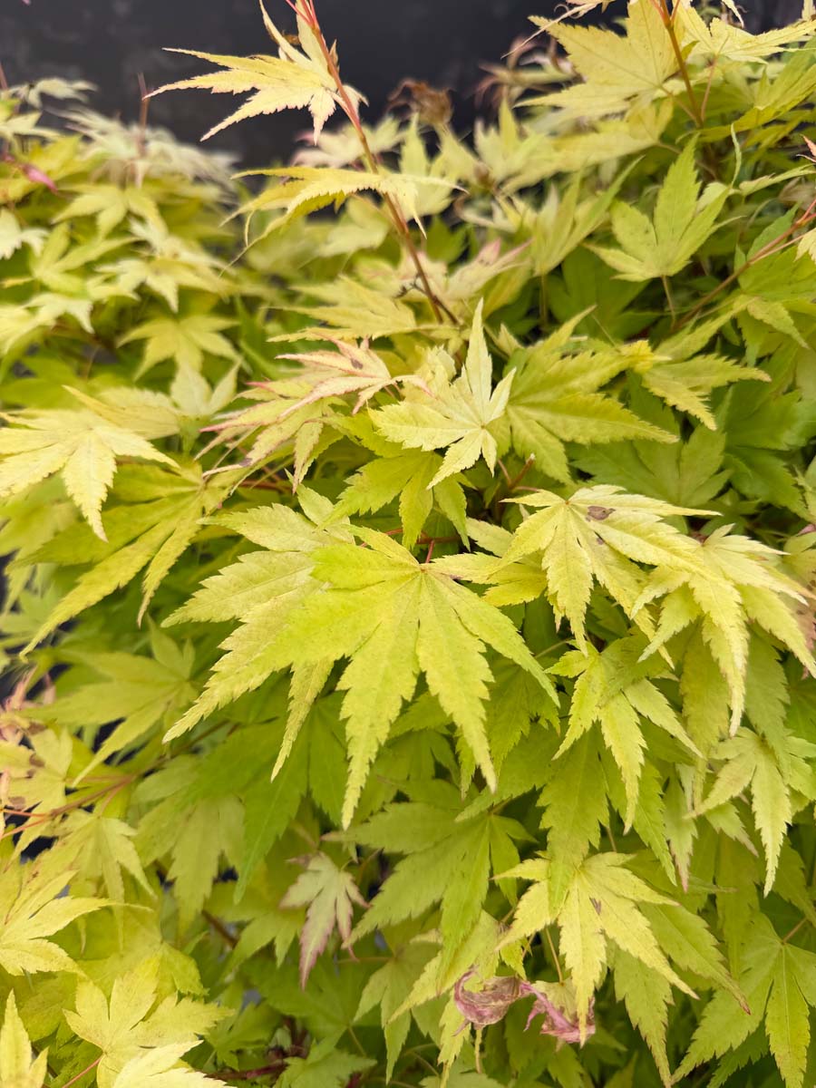 Acer palmatum 'Orange Dream' solitair bladeren