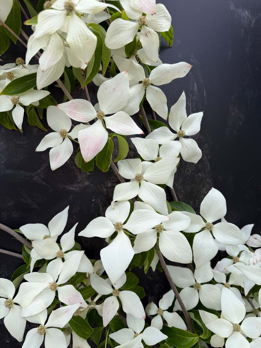 Cornus kousa 'John Slocock' Tuinplanten bloem