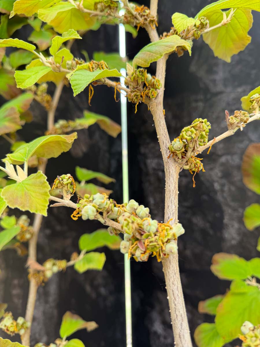 Hamamelis intermedia 'Cyrille' Tuinplanten twijg