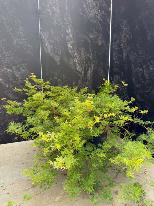 Acer palmatum 'Dissectum' Tuinplanten tuinplant
