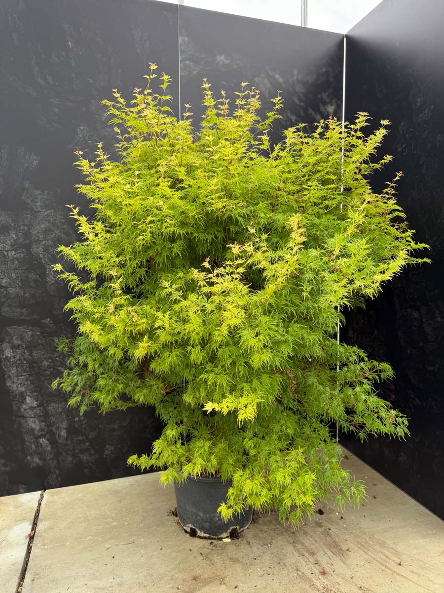 Acer palmatum 'Seiryu' Tuinplanten tuinplant