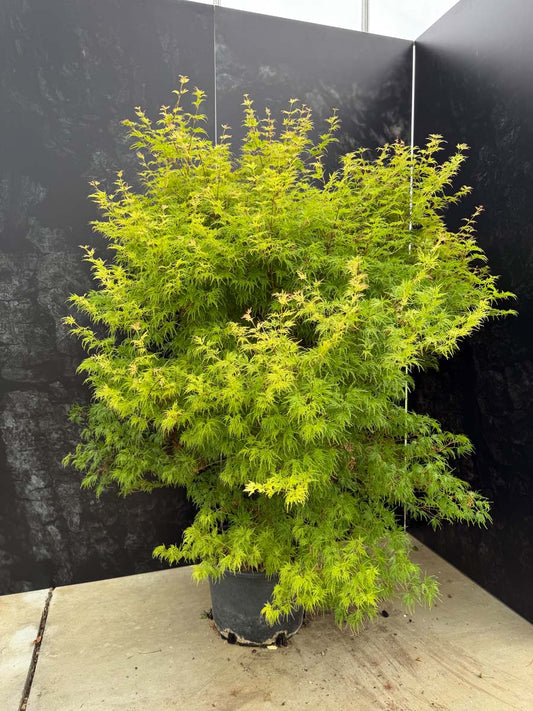 Acer palmatum 'Seiryu' Tuinplanten tuinplant