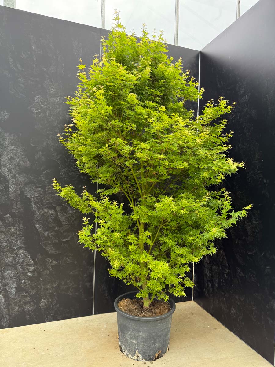 Acer palmatum 'Silhouette' Tuinplanten tuinplanten