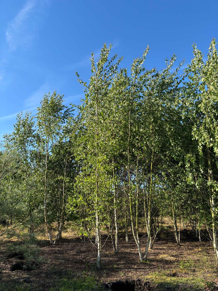 Betula pubescens meerstammig / struik meerstammig