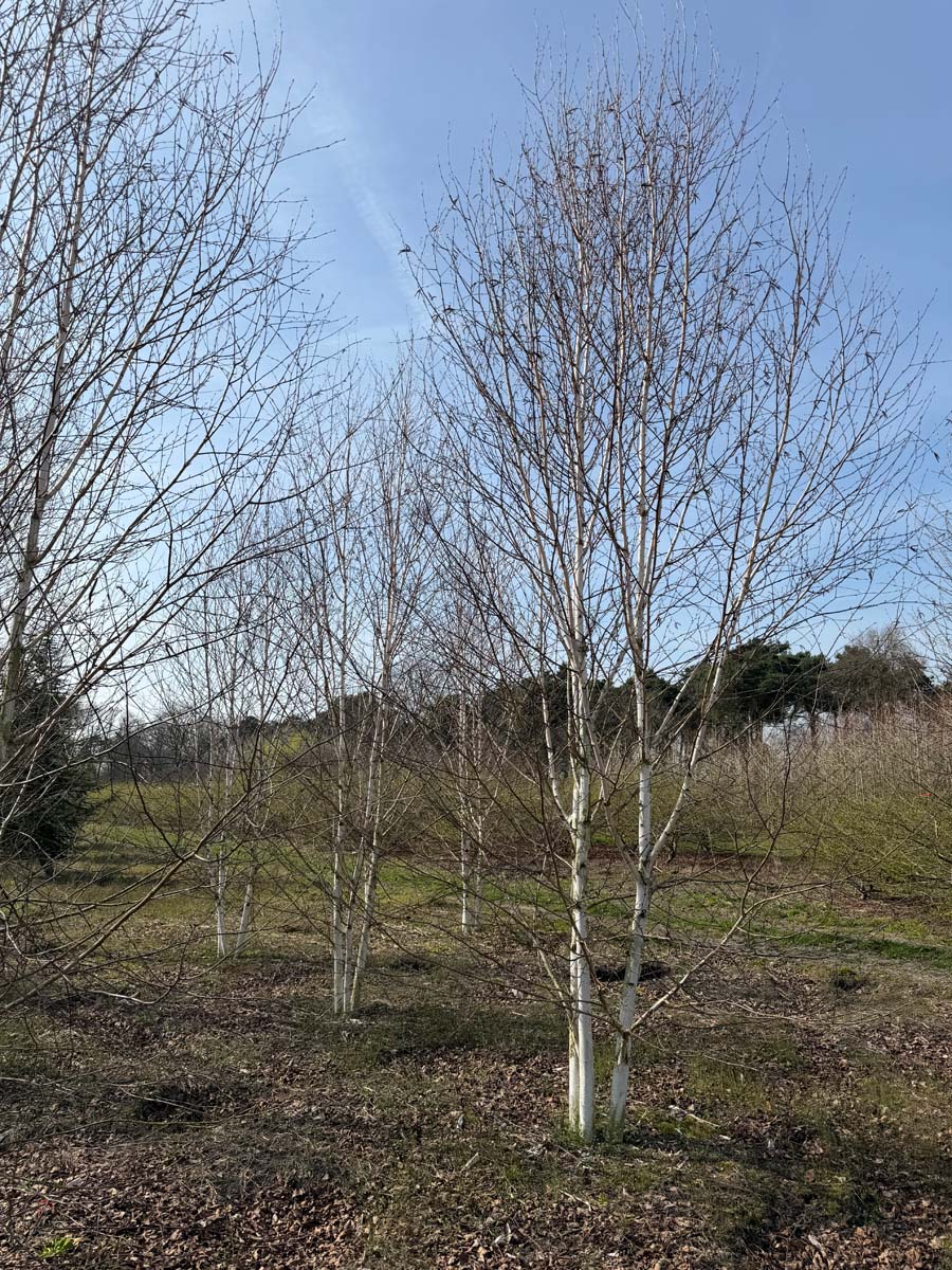 Betula utilis 'Doorenbos' meerstammig / struik meerstammig