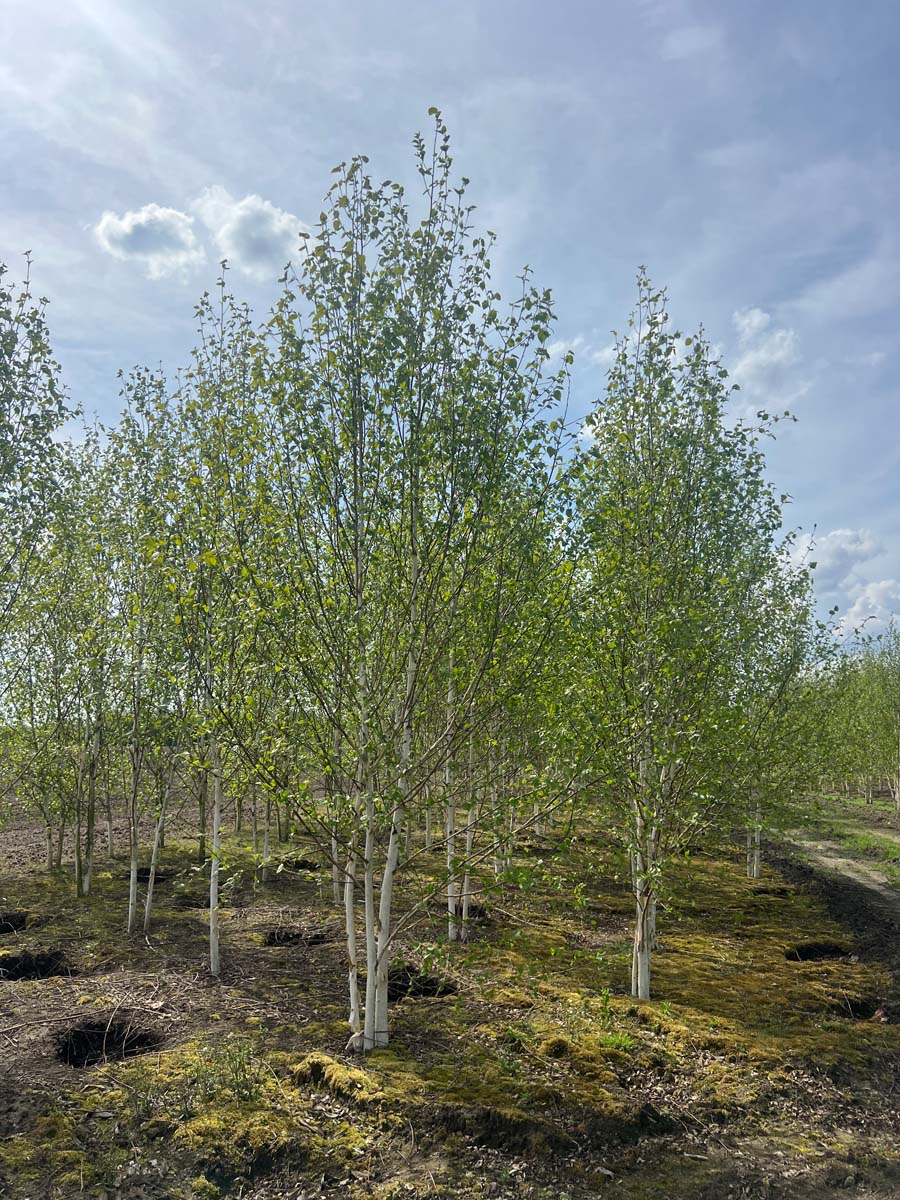 Betula utilis jacquemontii meerstammig / struik meerstammig