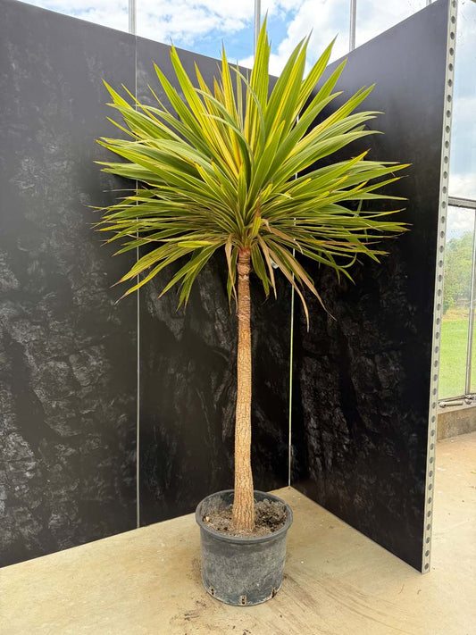 Cordyline australis 'Torbay Dazzler' meerstammig / struik tuinplanten