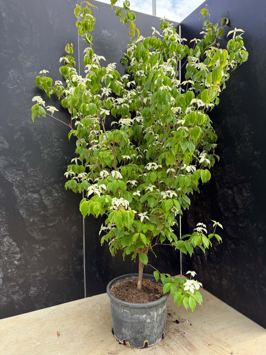 Cornus kousa 'Couronne' Tuinplanten tuinplanten