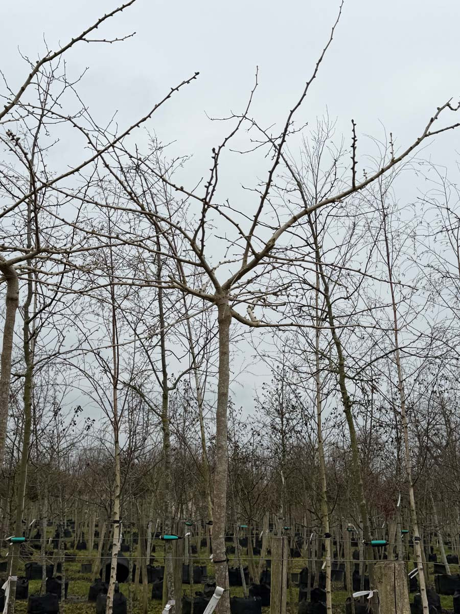 Ginkgo biloba 'Horizontalis' op stam op stam