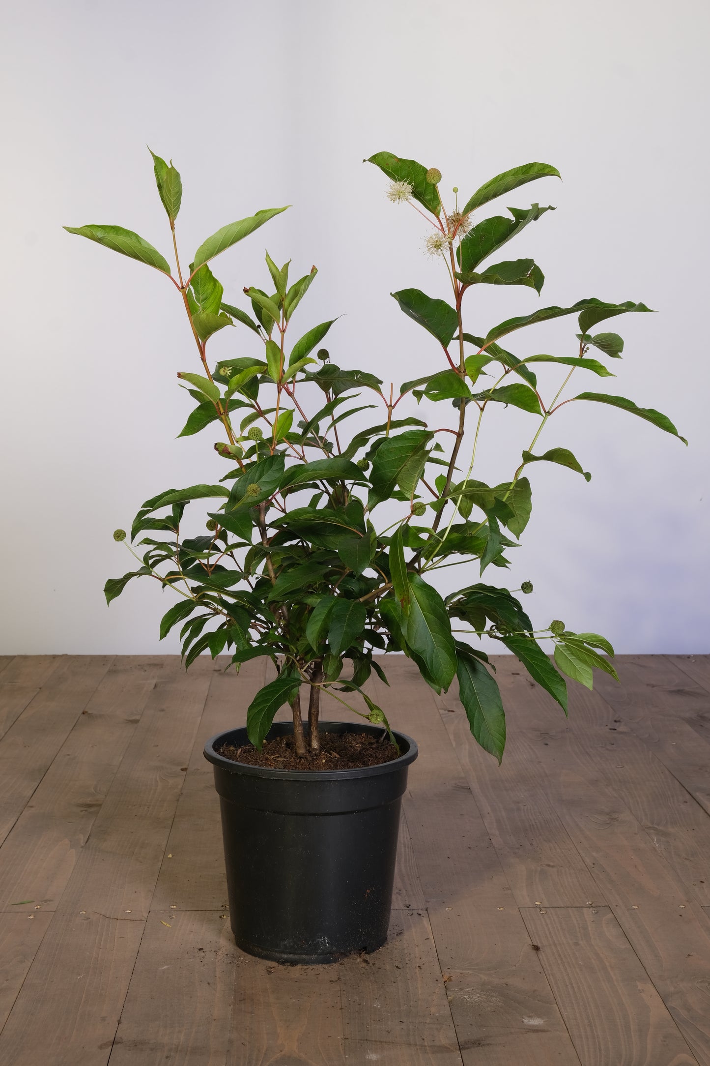 Cephalanthus occidentalis Tuinplanten