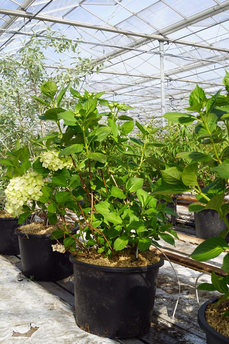 Hydrangea paniculata 'Limelight' Tuinplanten tuinplanten