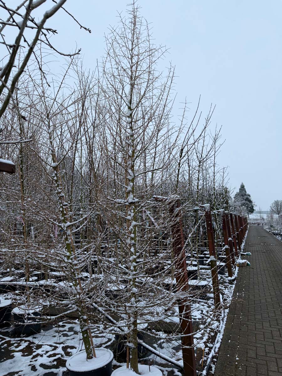 Larix decidua op stam op stam
