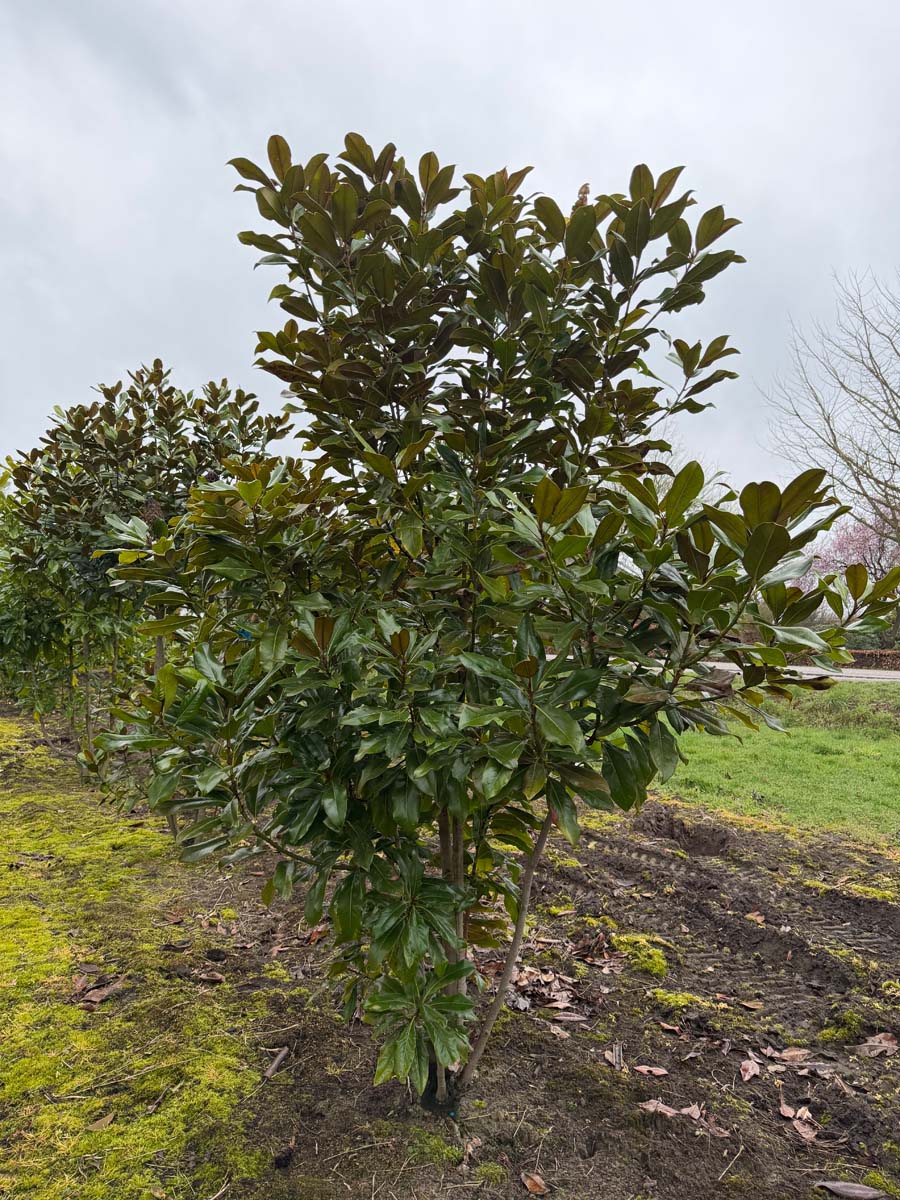 Magnolia grandiflora meerstammig / struik meerstammig