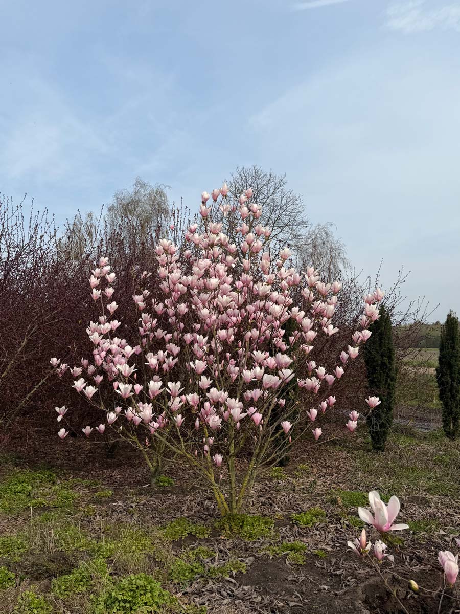 Magnolia 'Heaven Scent' meerstammig / struik meerstammig